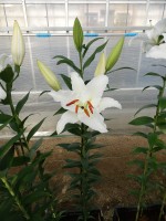 [5381 Meriva TL VZ No02.JPG]